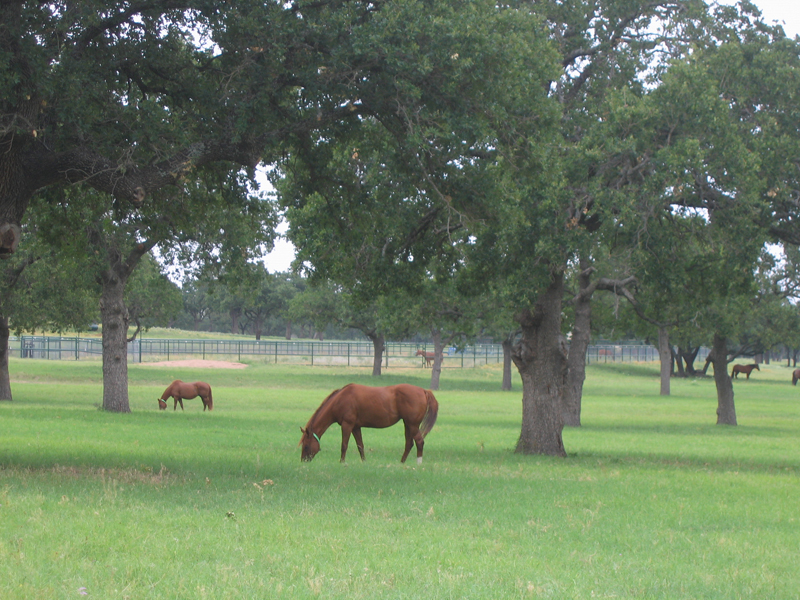 mares